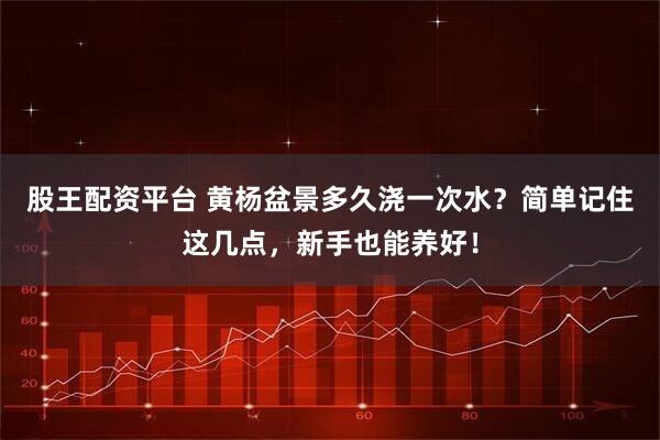 股王配资平台 黄杨盆景多久浇一次水？简单记住这几点，新手也能养好！